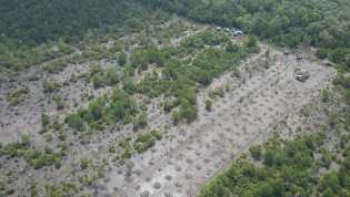 Eksploitasi Kayu Bakau Ancam Ekosistem Mangrove, YMI Lakukan Ini