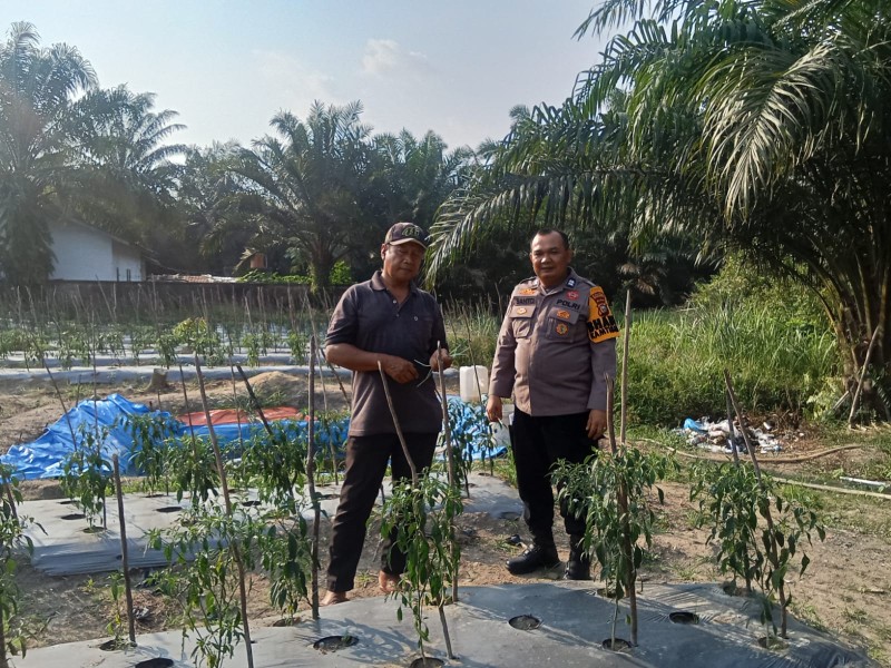 POLISI MONITORING KEBUN CABE WARGA DI BANDAR SEI KIJANG DUKUNG KETAHANAN PANGAN