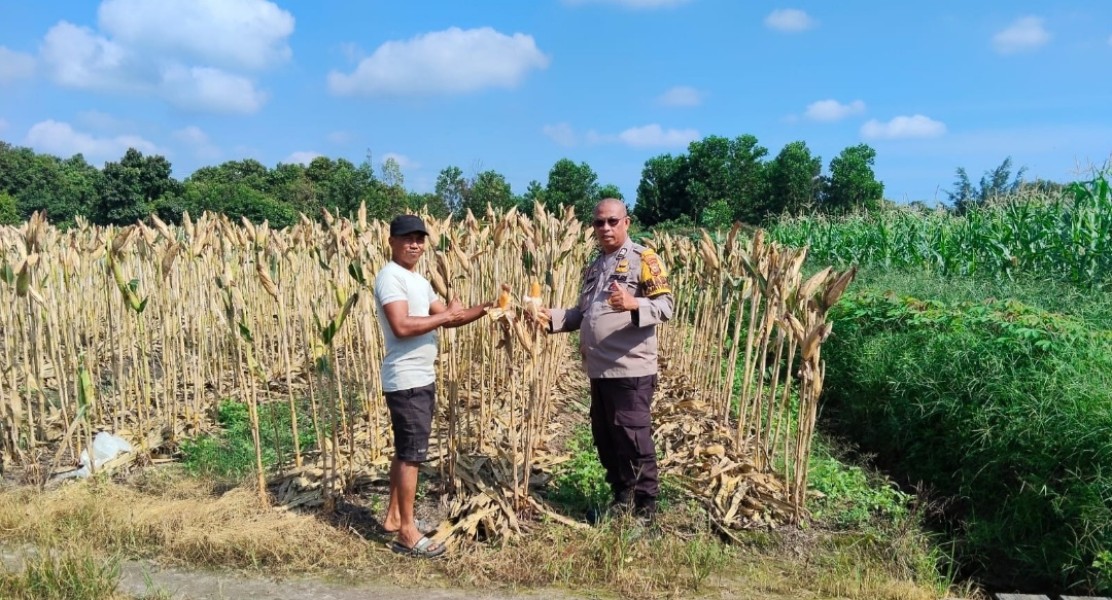 Polsek Payung Sekaki Monitoring Tiga Tahap Penanaman Jagung, Panen Dijadwalkan Juni Mendatang