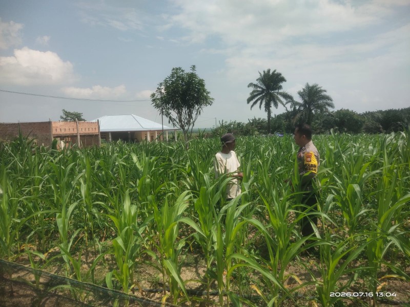 Personel Polsek Bandar Seikijang Monitoring Lahan Jagung Pipil BUMDes Berkah, Dukung Ketahanan Pangan di Pelalawan