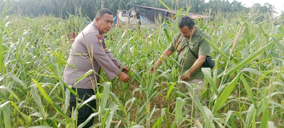 Polsek Bandar Seikijang Dampingi Pemeliharaan Tanaman Jagung Pipil Bumdes Desa Lubuk Ogung, Dukung Ketahanan Pangan
