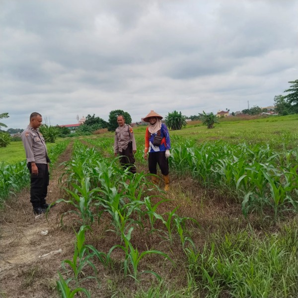 Polsek Bina Widya Dukung Program Ketahanan Pangan Nasional, Bhabinkamtibmas Laksanakan Perawatan Tanaman Jagung Pipil
