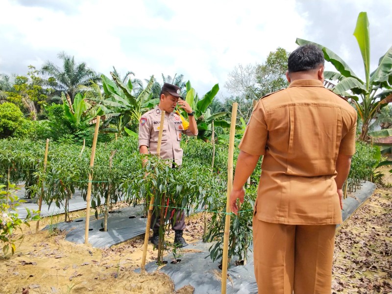 Polsek Bandar Sei Kijang Monitoring Kebun Cabe Warga, Dukung Program Ketahanan Pangan