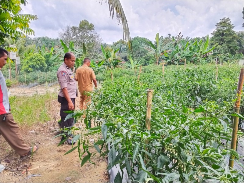 Bhabinkamtibmas Bandar Sei Kijang Pantau Lahan Cabai Warga, Perkuat Kepercayaan Masyarakat