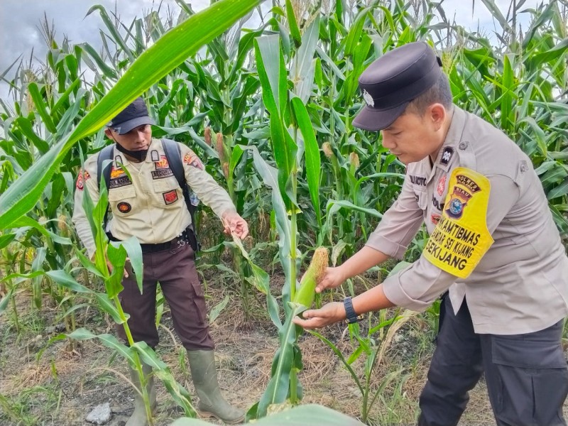 Polsek Bandar Sei Kijang Laksanakan Monitoring Program Ketahanan Pangan Jagung Pipil