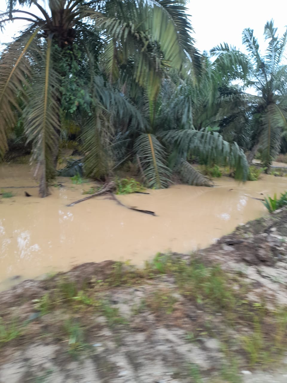 Masyarakat Petani Sawit Desa Dayun Dan Kerinci Kanan Siak Menjerit, Sawit Terendam Air, Pak Bupati Tolong Kami