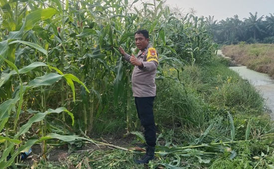 Polsek Batu Hampar Turun ke Ladang, Pertumbuhan 2 Hektare Jagung Dipastikan Terpantau