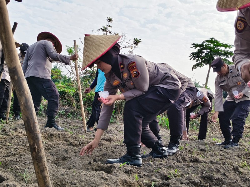 Dukung program Ketahanan Pangan,  Polsek Senapelan Laksanakan Penanaman Jagung Pipil