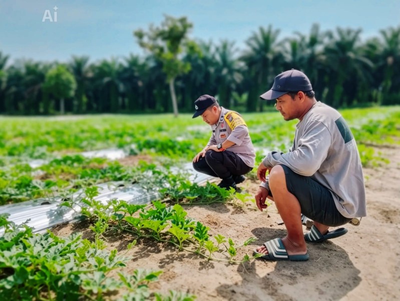 Polsek Bandar Sei Kijang Monitoring Kebun Semangka Warga, Dukung Program Ketahanan Pangan