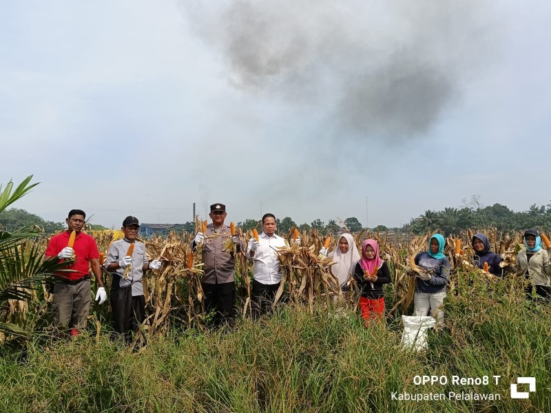 *PT. Guna Setia Pratama Laksanakan Panen Jagung Pipil dalam Mendukung Program Astacita Ketahanan Pangan Nasional*