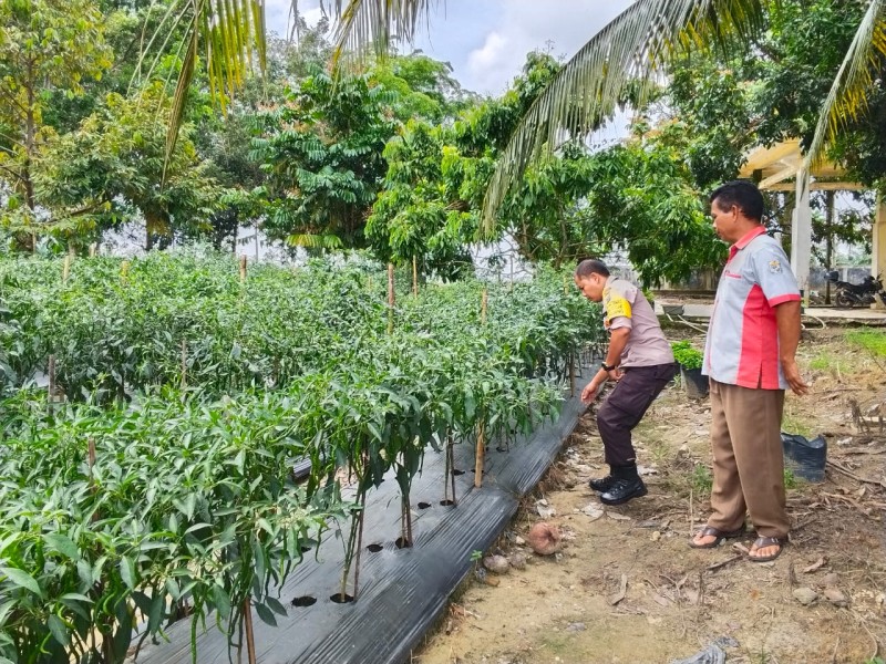 POLSEK BANDAR SEI KIJANG MONITORING KEBUN CABE WARGA, DUKUNG KETAHAN PANGAN DI PELALAWAN