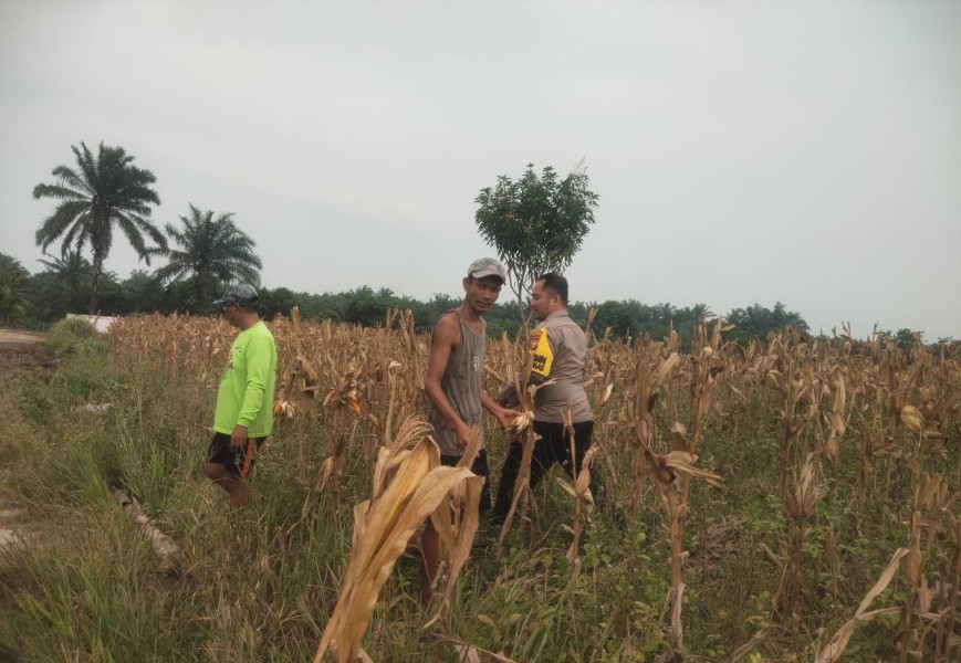 BHABINKAMTIBMAS LUBUK OGUNG MONITORING PANEN JAGUNG PIPIL, DUKUNG PROGRAM ASTA CITA KETAHANAN PANGAN PRESIDEN RI