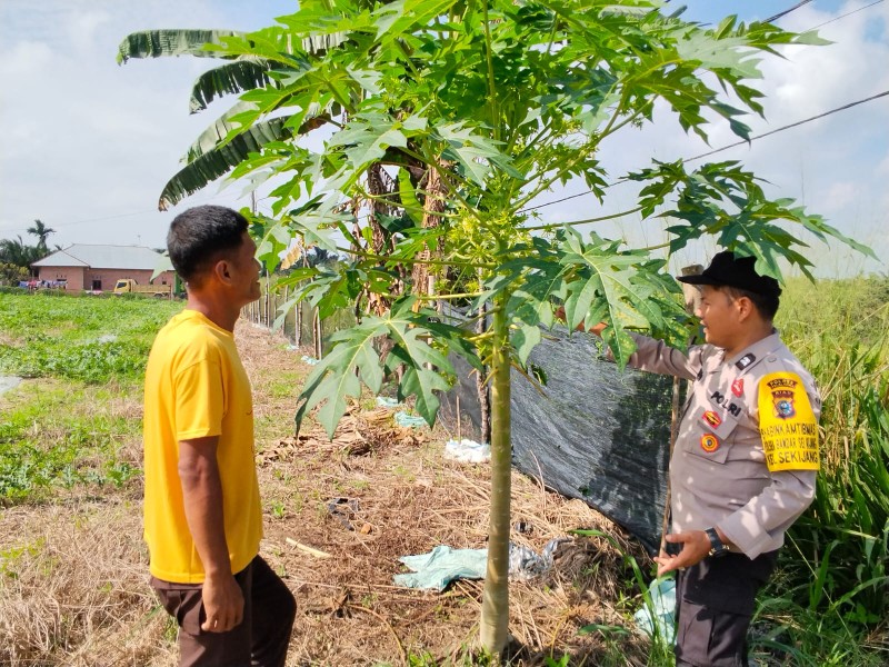 POLSEK BANDAR SEIKIJANG MONITORING KEBUN PEPAYA WARGA DUKUNG KETAHAN PANGAN