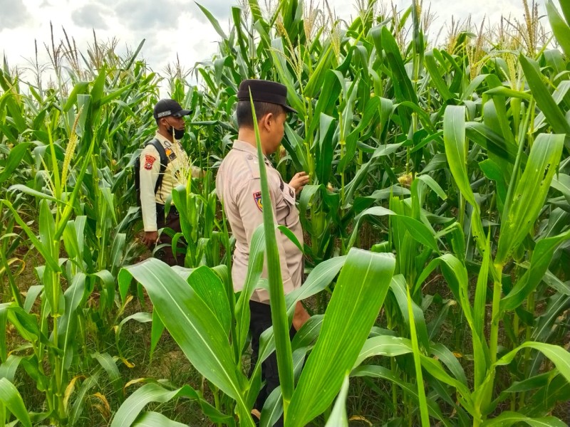 Polsek Bandar Seikijang Dampingi Pemeliharaan Jagung Pipil di PT CDS, Wujudkan Ketahanan Pangan di Pelalawan