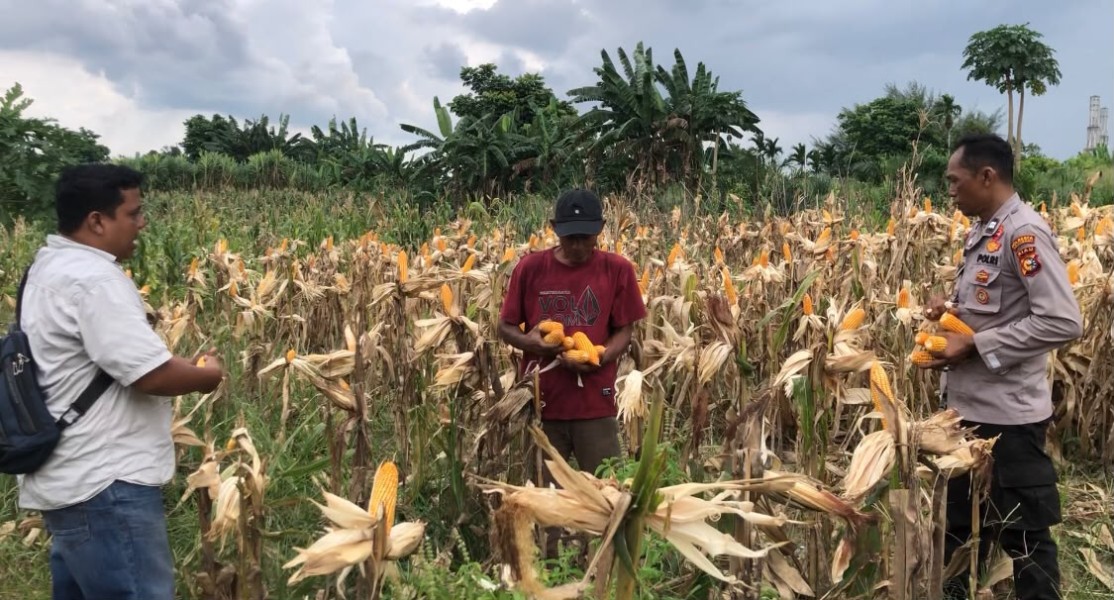 Panen Jagung Pipil Polsek Kawasan Pelabuhan, Wujud Nyata Dukungan Ketahanan Pangan Nasional