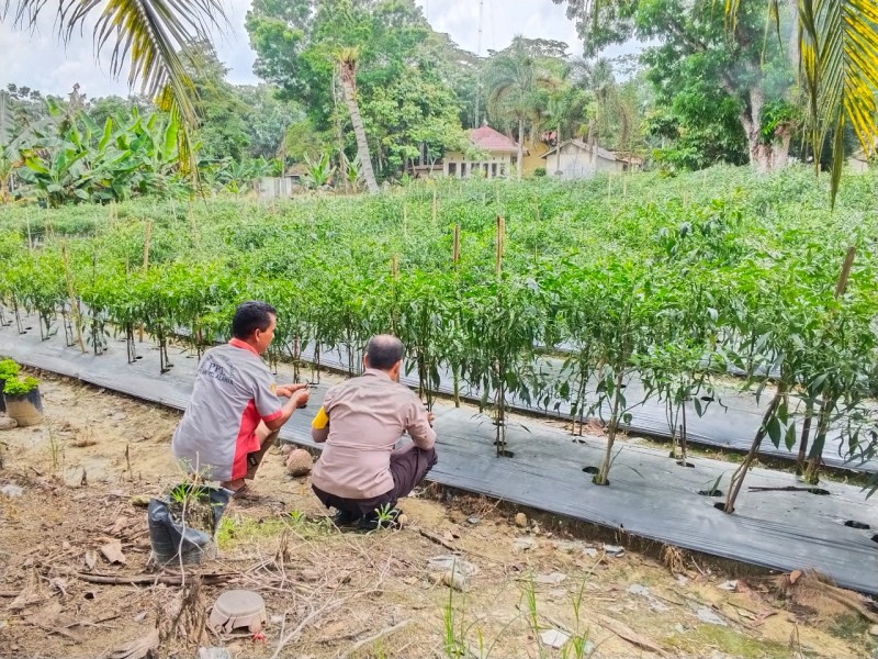 MONITORING KEBUN CABE, POLSEK BANDAR SEI KIJANG DUKUNG KETAHAN PANGAN DI PELALAWAN