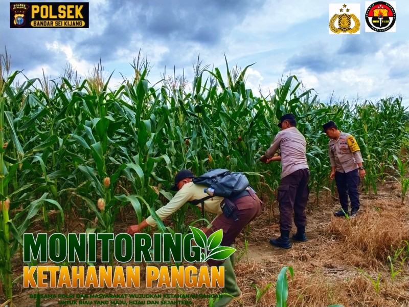Polsek Bandar Sei Kijang Pantau Tanaman Jagung Pipil di PT CDSL Dukung Ketahanan Pangan