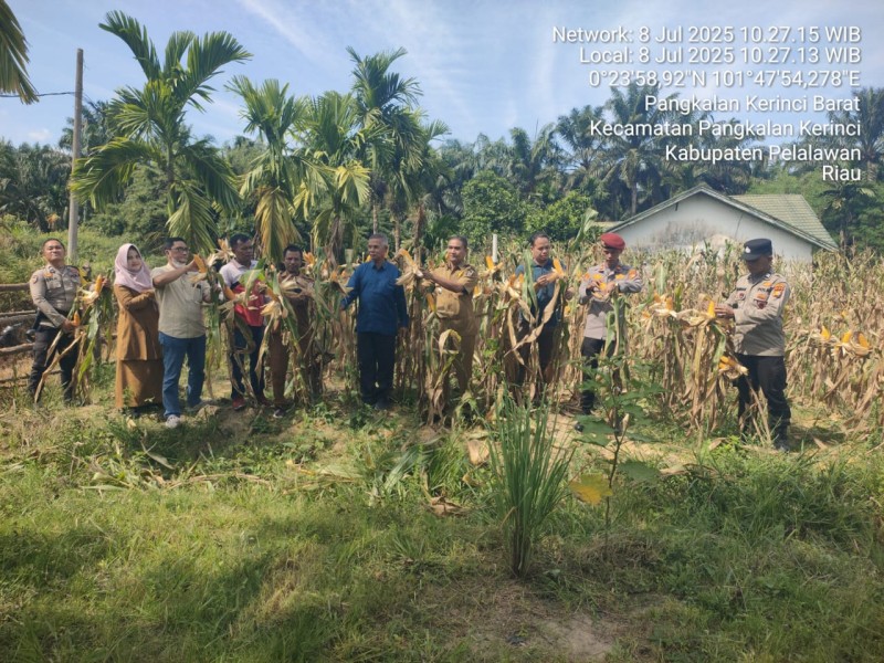 *PT. JPSK Laksanakan Panen Jagung Pipil dalam Rangka Mendukung Program Astacita Ketahanan Pangan Nasional*