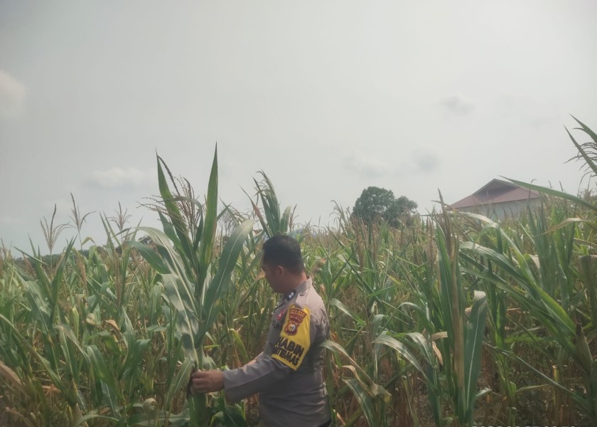 POLSEK BANDAR SEI KIJANG MONITORING KEBUN JAGUNG BUMDES DI DESA LUBUK OGUNG DUKUNG KETAHAN PANGAN