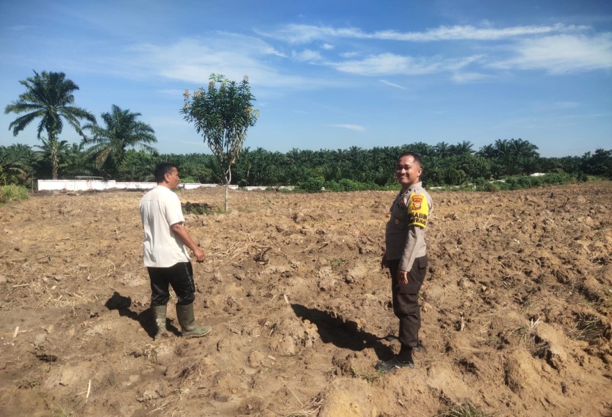 Bhabinkamtibmas Dampingi Petani Jagung Pipil BUMDes Mandiri Lubuk Ogung, Dukung Ketahanan Pangan Daerah
