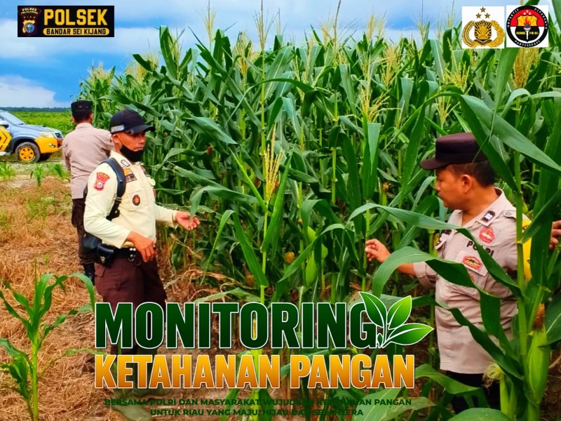 Bhabinkamtibmas Polsek Bandar Sei Kijang Pantau Pertumbuhan Tanaman Jagung Dukung Program Ketahanan Pangan