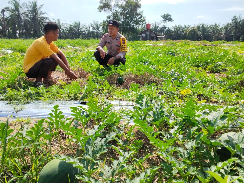 Polsek Bandar Seikijang Dampingi Petani Rawat Tanaman Semangka, Dukung Ketahanan Pangan di Pelalawan
