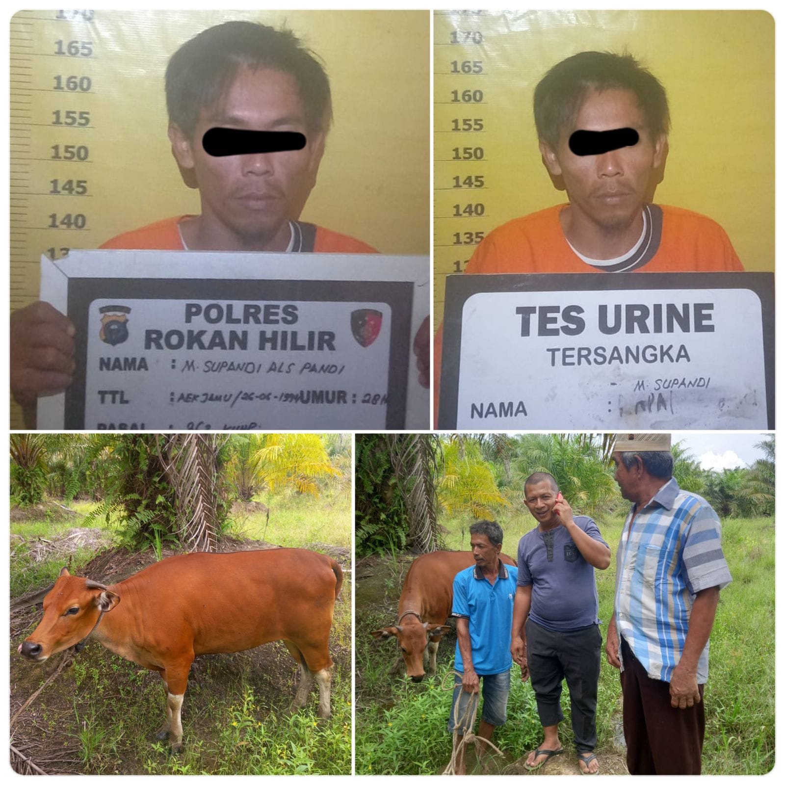 Belum Sempat Jual Sapi Curiannya Ke Duri Pria Ini Ditangkap Unit Reskrim Polres Rohil di Kubu