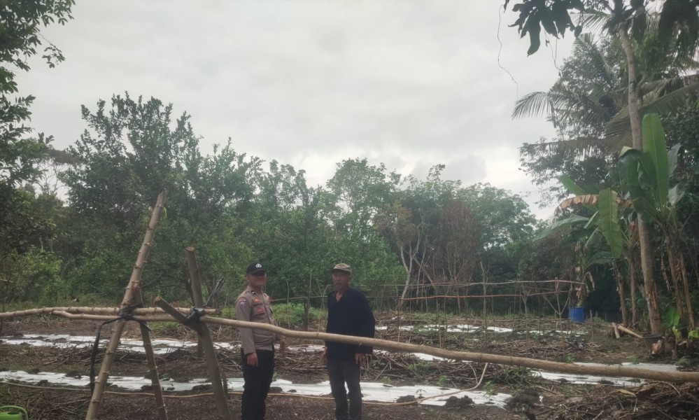*Bhabinkamtibmas Desa Lubuk Ogung Sambangi Kebun Pekarangan Bergizi Mandiri Milik Warga*