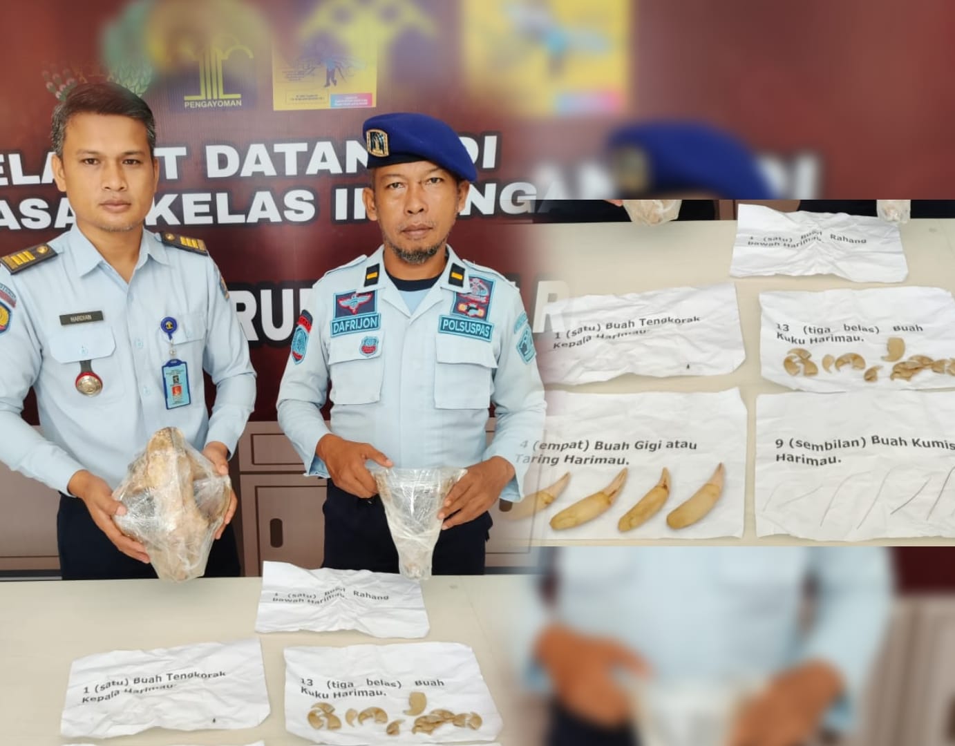 RUPBANSA Rengat Dititipkan Tulang Belulang Harimau, Barang Bukti Perdagangan Satwa Dilindungi