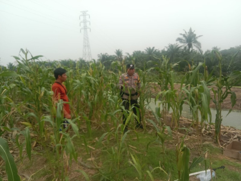 Dukung Asta Cita Presiden, Bhabinkamtibmas dan Bumkep Cek Jagung di Sungai Sialang