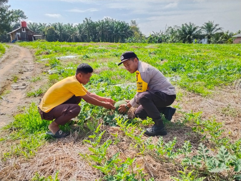 Polsek Bandar Sei Kijang Kembali Dampingi Petani Rawat Tanaman Semangka, Dukung Ketahanan Pangan di Pelalawan