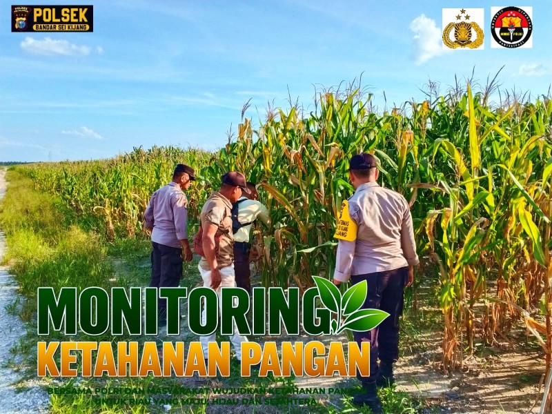 Bandar Sei Kijang Perkuat Ketahanan Pangan, Bhabinkamtibmas Monitoring Tanaman Jagung di Lahan PT CDSL