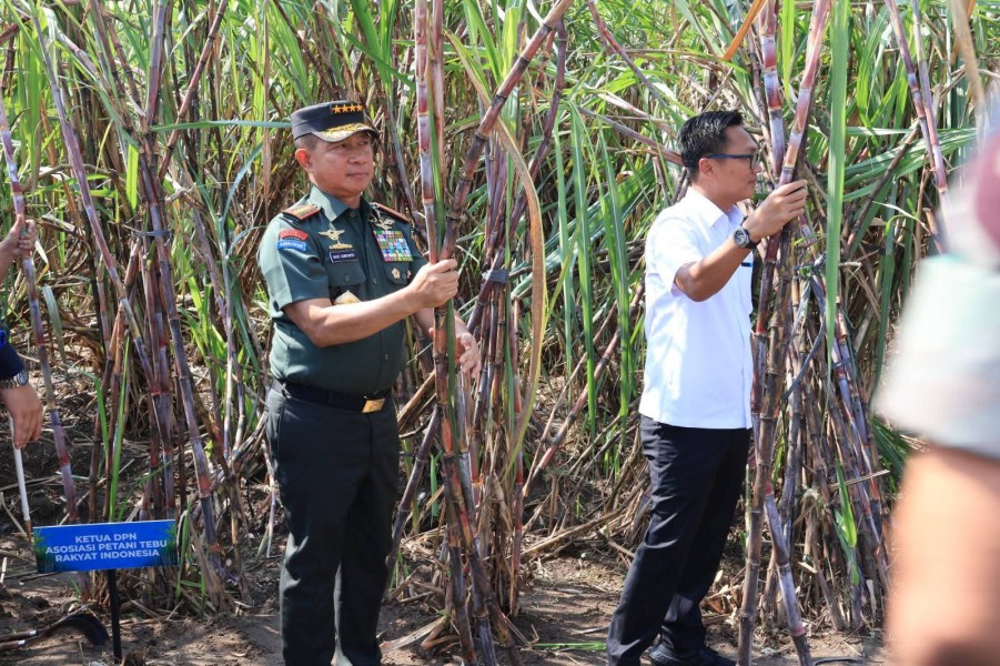 Panglima TNI Kawal Langsung Panen Tebu Untuk Swasembada Gula Nasional