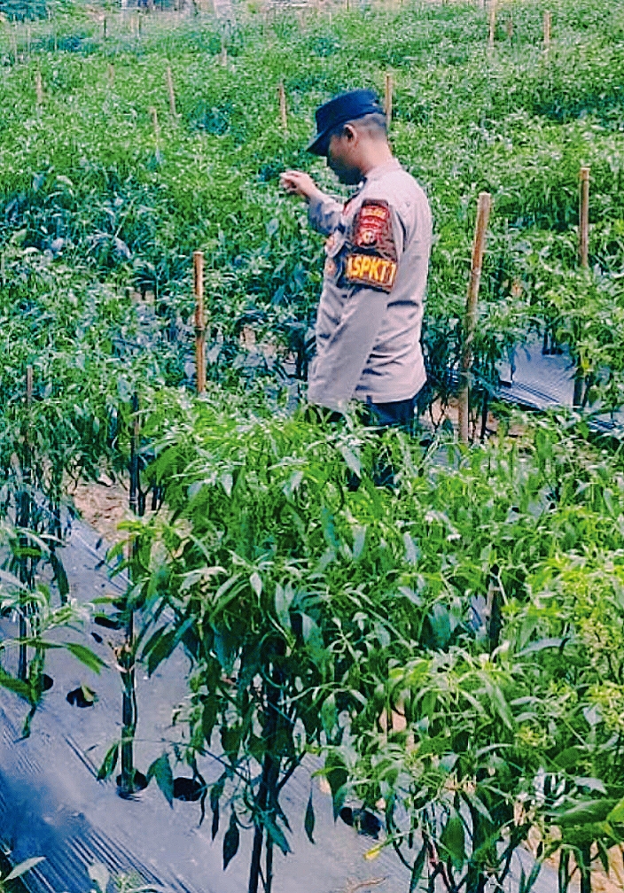 Polsek Bandar Sei Kijang Sambang Kebun Cabe Warga, Dukung Ketahanan Pangan Bandar Sei Kijang