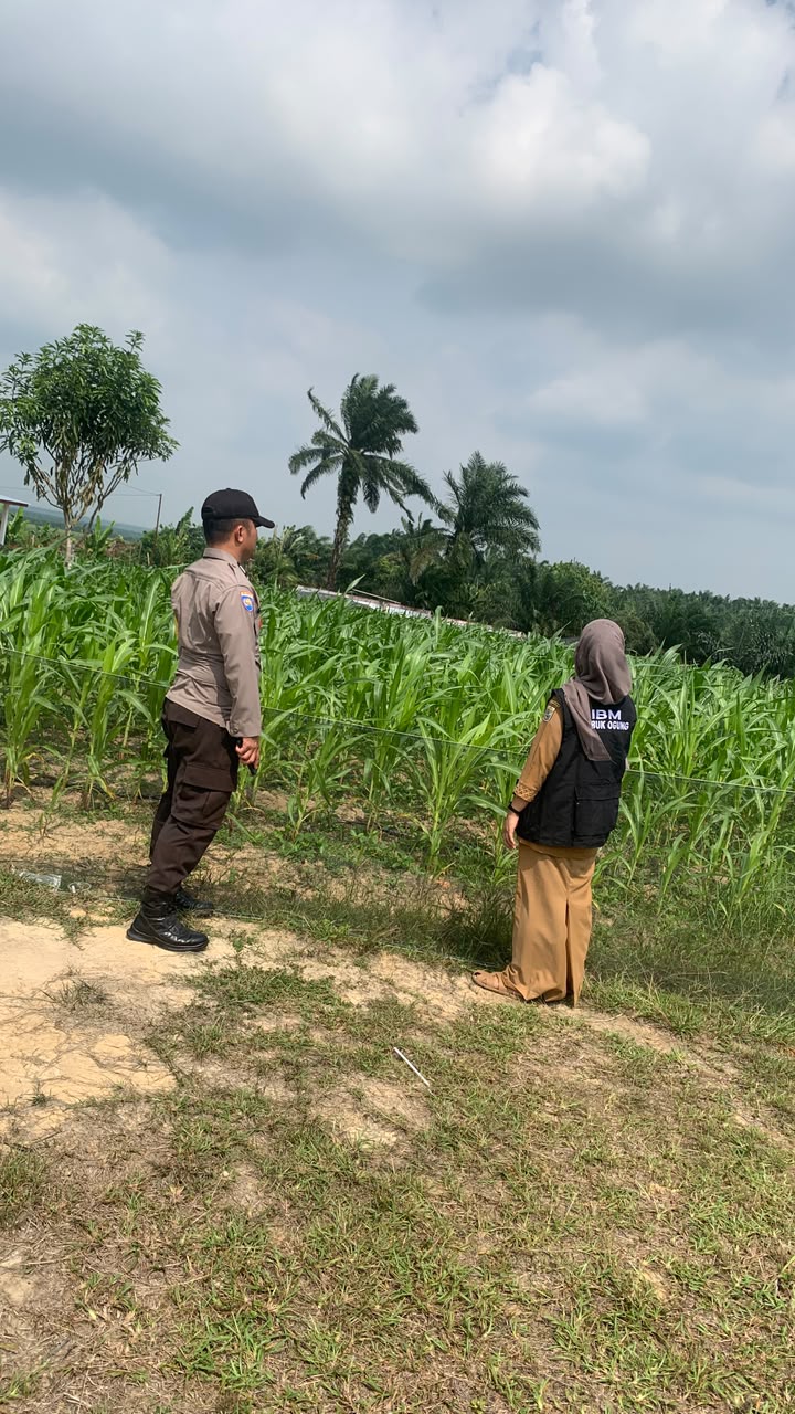 POLSEK BANDAR SEI KIJANG MONITORING KEBUN JAGUNG PIPIL DUKUNG KETAHAN PANGAN DI DESA LUBUK OGUNG