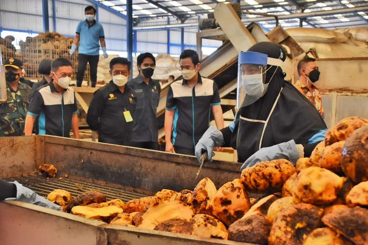 Jokowi Minta Porang Tak Lagi Diekspor Dalam Bentuk Umbi, Berikut Alasanya