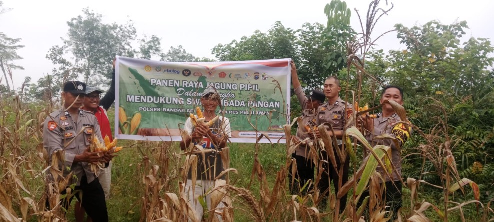 Dukung Program Asta Cita Ketahanan Pangan, Polsek Bandar Sei Kijang Lakukan Panen Jagung Pipil Kuartal IV di Desa Lubuk Ogong