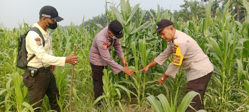 Kapolsek Bandar Sei Kijang Tinjau Lahan Jagung PT CDSL Sekijang, Temukan Pertumbuhan Tidak Merata dan Serangan Hama Kumbang
