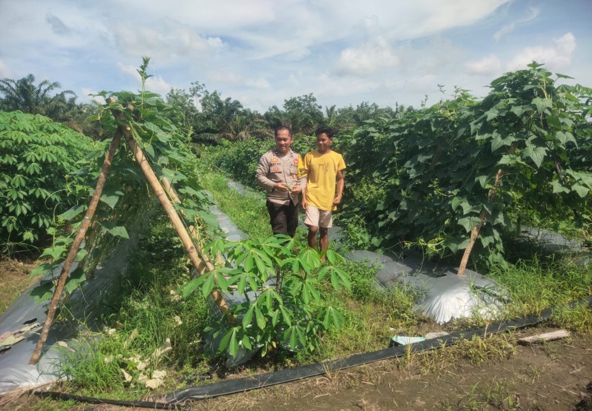 POLISI MONITORING KEBUN KACANG PANJANG DI LUBUK OGUNG, DUKUNG KETAHAN PANGAN
