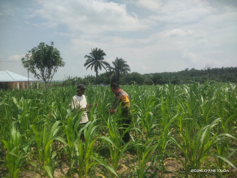 POLISI MONITORING KEBUN JAGUNG PIPIL WARGA DI LUBUK OGUNG, DUKUNG KETAHANAN PANGAN