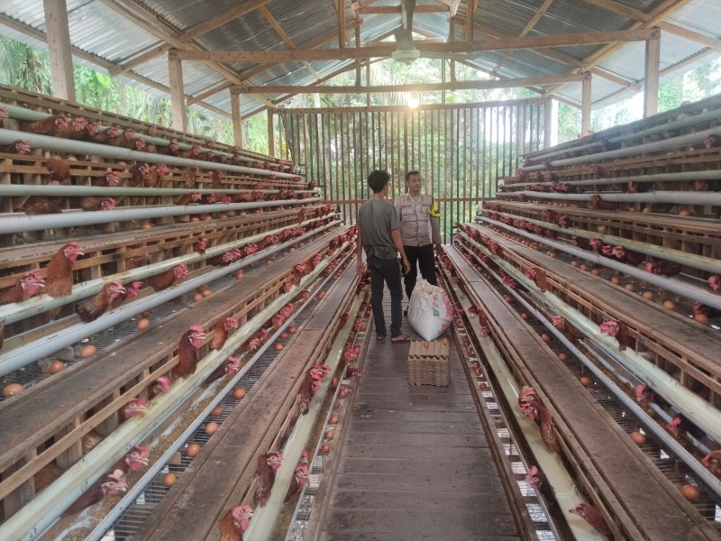 Bhabinkamtibmas Desa Muda Setia Monitoring Peternakan Ayam Petelur Tematik Dukung Program Ketahanan Pangan Astacita