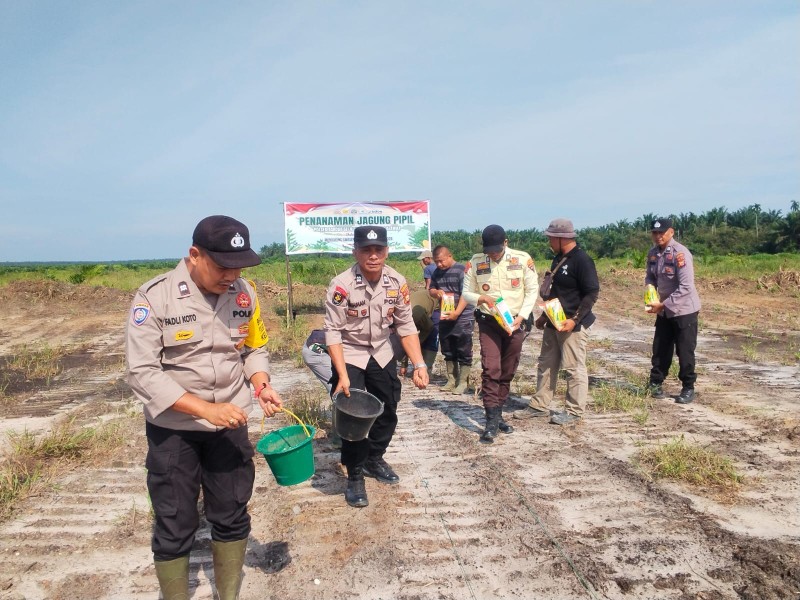 POLSEK BANDAR SEI KIJANG DUKUNG KETAHANAN PANGAN NASIONAL MELALUI PENANAMAN JAGUNG PIPIL DI LAHAN PT CDSL