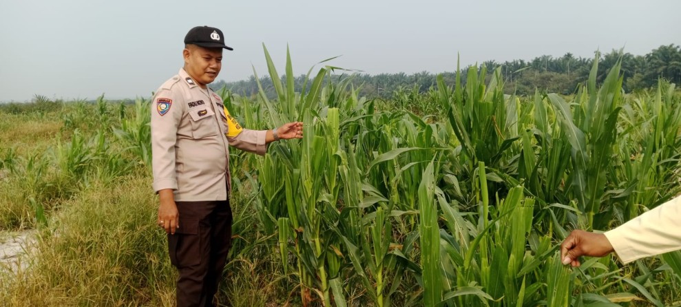 Polsek Bandar Sei Kijang Monitoring Kebun Jagung Pipil PT. CDS, Wujud Dukungan Polri Terhadap Ketahanan Pangan Nasional