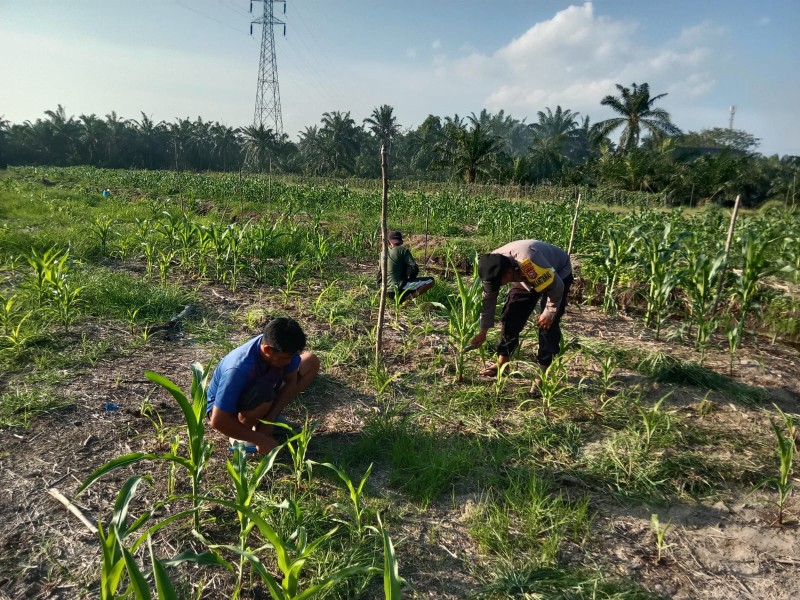 Polisi Pastikan Jagung Ketapang Tumbuh Optimal, Panen Oktober di Depan Mata