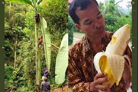 Viral Foto Pohon dan Buah Pisang Besar Asal Papua, Ini Penjelasan LIPI