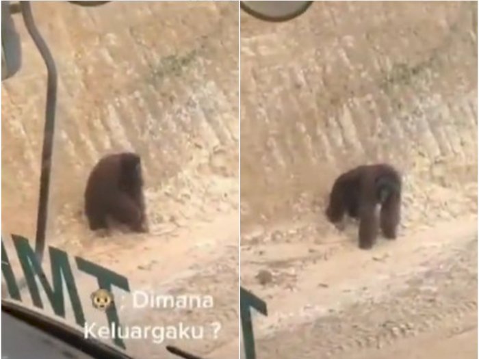 Viral Video memilukan, Orangutan Kebingungan Saat Melintas di Area Tambang