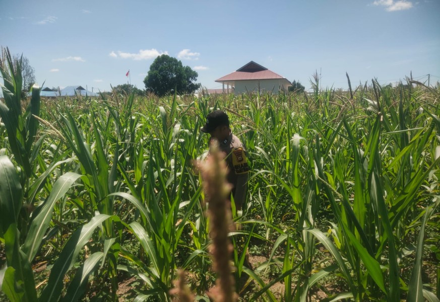 Polsek Bandar Sei Kijang Monitoring Kebun Jagung Pipil BUMDes Lubuk Ogung, Dukung Program Ketahanan Pangan