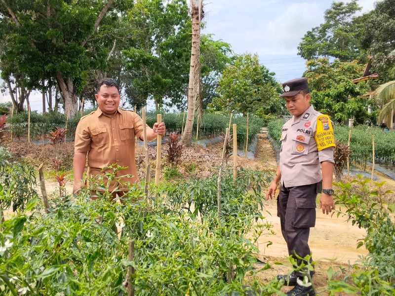 Polsek Bandar Sei Kijang Bersama PPL Monitoring Kebun Cabe Warga, Dukung Ketahanan Pangan di Pelalawan