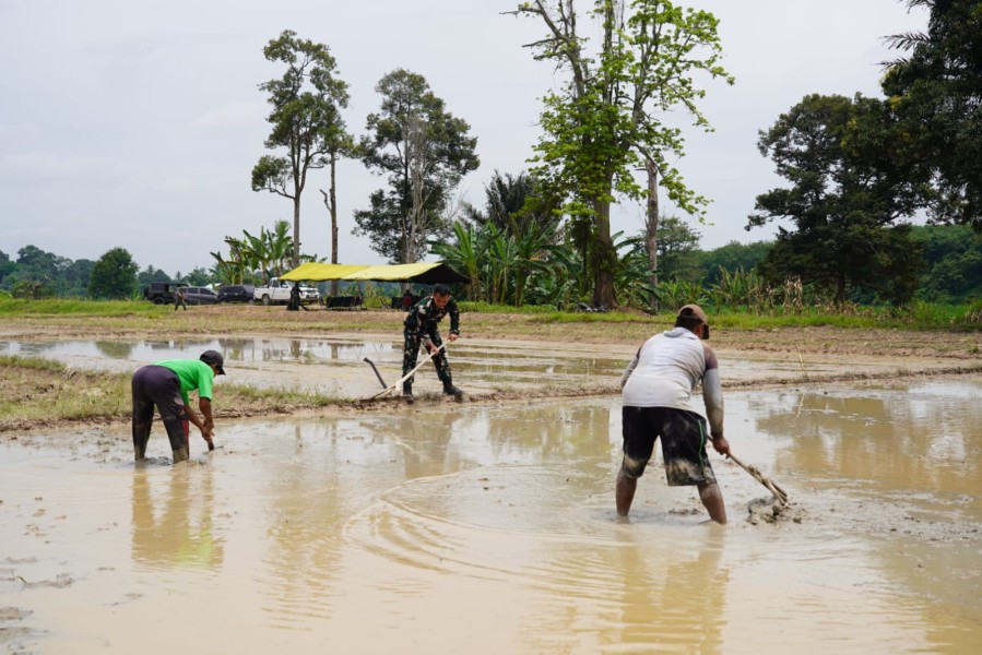 Sukseskan Ketahanan Pangan Nasional, PT Agrinas Pangan Nusantara dan Puslatpur TNI AD Gelar Tabur Benih Padi Gamagora 7