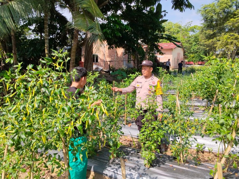 Polsek Bandar Sei Kijang Laksanakan Monitoring Kebun Cabe Warga, Dukung Ketahanan Pangan di Pelalawan
